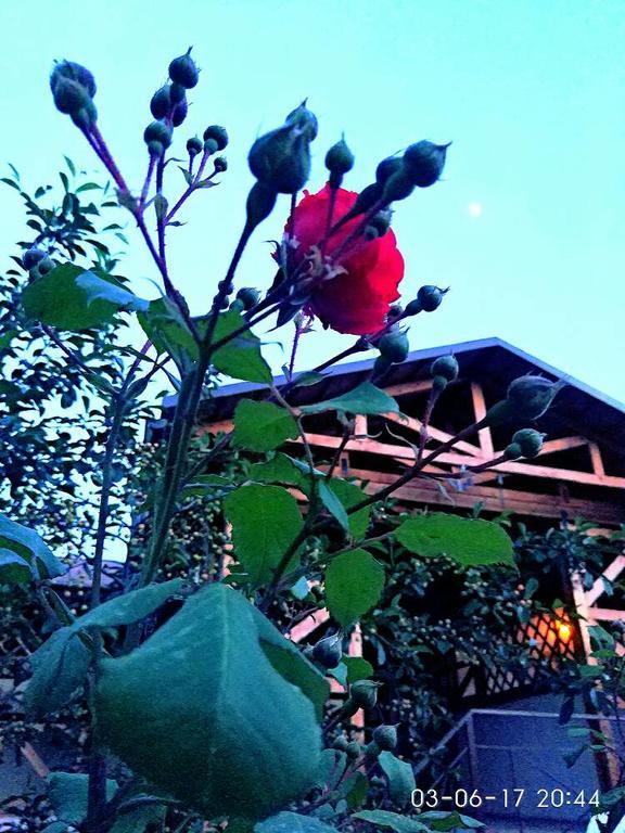 Guest House Albatros Cholpon-Ata Εξωτερικό φωτογραφία